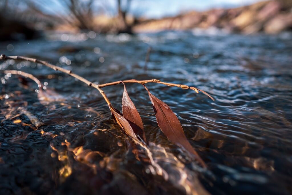 Riverbank Tree Branch Close-Up: Geoscience Nature Detail