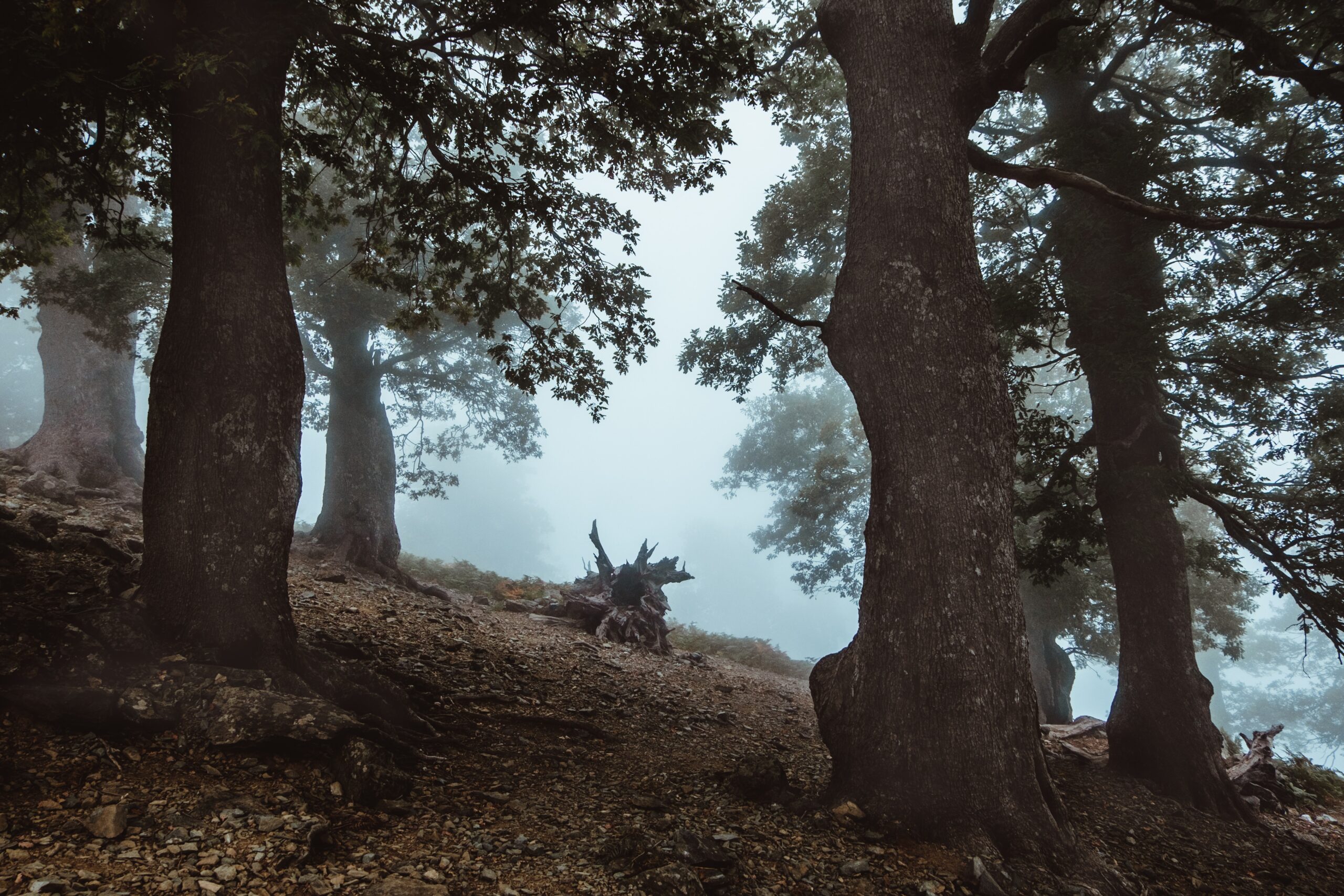 Dense fog enveloping a serene forest, obscuring the distant trees.